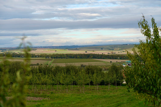 Rheinhessen aka Rhoihesse