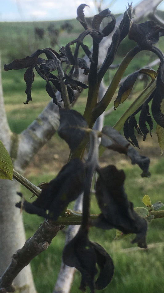 Sommer Nussletter 07/24 - that's nuts