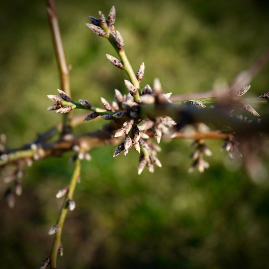 Winter Nussletter 02/24 - that's nuts