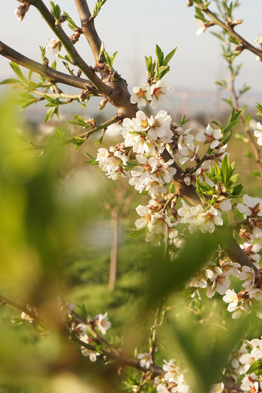 In Rheinhessen blühen die Mandelbäume - that's nuts